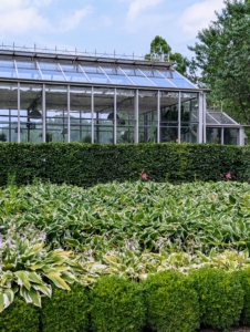 A younger hedge is also groomed across the parking lot right in front of my glass greenhouse. We planted this hedge in the spring of 2019 – it has grown quite a bit. An identical one is on the other side of the greenhouse entrance.