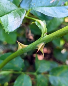 And rose stems are often armed with sharp prickles – they aren’t thorns at all. Unlike a thorn, a prickle can be easily broken off the plant because it is really a feature of the outer layers rather than part of the wood, like a thorn.