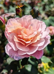 Hybrid tea roses, also called large-flowered roses, usually have only one flower per stem and tend to flower in three flushes from summer to late autumn. Floribundas or cluster-flowered roses have many flowers per stem and tend to repeat-flower continuously from summer to late autumn.