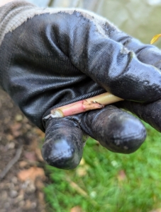 Rose suckers can have different colored stems and less prickles than the main plants. Notice the reddish tint to this branch.