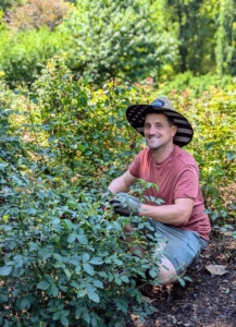 It's time to prune them lightly and selectively to shape the bushes and control any unwanted growth. Ryan removes old and dying flowers from the plant, which encourages the shrub to flower again sooner by diverting the plant's energy from seed head to more development.