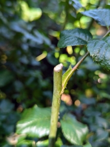 And when pruning, always cut at a 45-degree angle to help water from sprinklers or rain to run off of the shoot and avoid bacteria or fungi from growing.