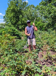 As Ryan prunes, Matthew follows, raking the cut rose stems from each row.