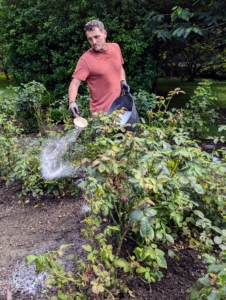 Next, Ryan feeds the roses. On this day, Ryan sprinkles cup fulls of Epsom salt, a mineral compound of magnesium sulfate, which helps to improve nutrient uptake, bloom quality, and disease resistance. It also helps produce more lush, green leaves and more roses.