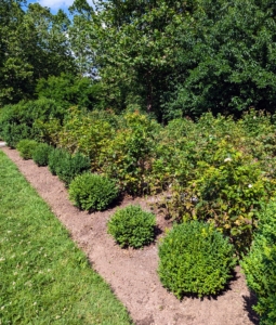 Around the perimeter, I planted boxwood I nurtured from bare-root cuttings. This rose garden looks great - pruned and groomed. Keeping up with plant maintenance will keep them healthy, prevent disease, and encourage beautiful, abundant flowering.