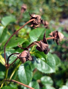 Now, most of the blooms are faded, leaving plants looking more like this - a clear sign it is time to "prune after bloom."