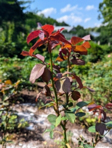 Reddish new growth on roses is normal for many varieties, including hybrid tea roses. The leaves have high levels of anthocyanins, a pigment molecule that causes red foliage in developing plants.