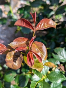 When the leaves are young, chlorophyll levels are lower. They increase as the leaves grow and develop under sunlight.