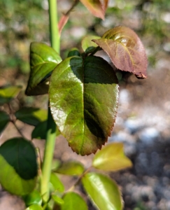 As the plant continues to grow, the leaves change color and become more green.