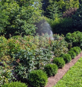 Finally, the entire garden gets a good watering. It is important to give roses one to two inches of water each week from early spring through fall and more when it is very hot and dry.