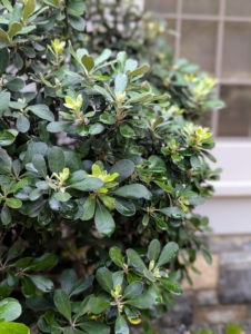 Pittosporums prefer full sun, but will also grow in part shade. In my courtyard, this plant gets six hours or more of direct sunlight.