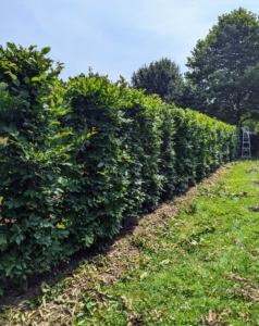 When needed, the developing hedges are trimmed. Proper and regular trimming helps keep them thick and full, giving them a neat and tidy look. It also promotes new growth, improves air circulation and light through the branches, and keeps them looking aesthetically pleasing.