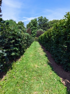 The footpaths are also designed appropriately, so my horses can walk through the maze as well. I think they really enjoy it.