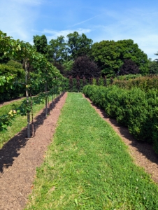 Here is one path of my maze. A living garden maze is a puzzle of plantings - most will grow tall enough to prevent walkers from seeing the paths ahead. And each row will branch off with various pathway options and dead ends - with only one correct route to the center.