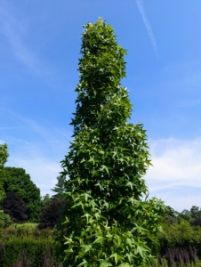 I also planted several Liquidambar styraciflua 'Slender Silhouette' trees, American sweetgums. As these trees mature, they will maintain their erect, columnar form, growing up to 50 feet tall and only about four-feet wide.