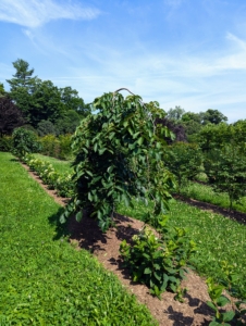 This is one of three young weeping camperdown elms. Camperdown elms prefer partial to full sun, but will also grow in light shade. The maze is a perfect environment for these trees.