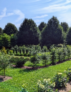 And here is one of the rows I planted just this spring. Everything is looking so lush and green, in part because of the maintenance and care I give them throughout the year.