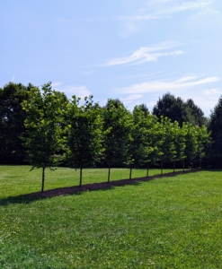 And in this area, a selection of handsome London planetrees, Platanus acerifolia 'Bloodgood,' a relative of the mighty sycamore. These trees are large shade trees with broad open crowns. They were the perfect choice for the center of my maze, where they will surround and shade an open space.