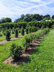 Each shrub or bush is planted appropriately with enough space to accommodate its full grown size. These will grow taller and more stout.