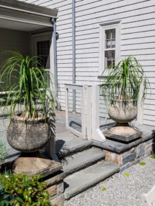 Other larger potted plants in this courtyard near the Pittosporum include this pair of ponytail palms flanking the gate. The ponytail palm is drought tolerant, slow-growing, and requires very little care. It’s also called Bottle palm, Elephant’s foot tree, Elephant’s foot palm, Flask lilia, and Nolina palm.