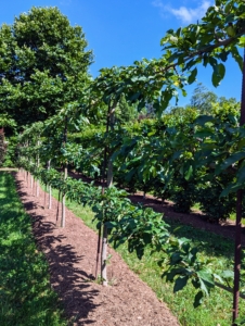 I also have espaliered apple trees growing in my maze - at the right time, those walking through can pick a fruit while they meander through this botanical puzzle.