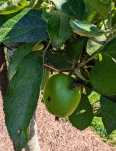 All the apple trees are doing so well here - I already have so many fruits growing on the branches.