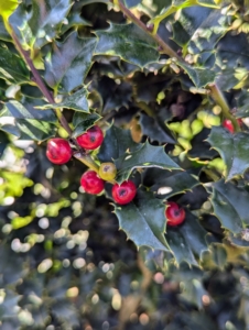 Red Beauty holly has bright red berries combined with glossy, dark green foliage. Many varieties of holly, Ilex, have compact habits and glistening leaves that’s excellent for hedges, borders, and yes, mazes.