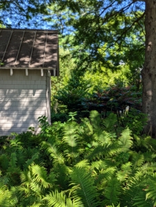 Just beyond my charming Basket House and behind my Tenant House where my daughter and grandchildren stay when they visit, is a garden filled with lush perennials.