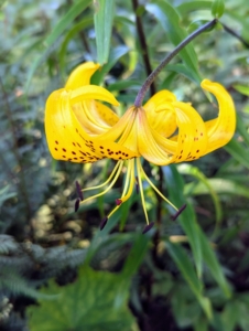 The tiger lilies are just beginning to bloom. Native to China and Japan, Tiger lilies, Lilium lancifolium, bloom in mid to late summer, are easy to grow and come back year after year. I also have them across the carriage road in my long and winding pergola garden.