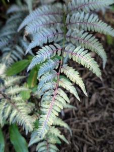 Some of the ferns in this area include the Japanese painted ferns – beautiful mounds of dramatic foliage with luminescent blue-green fronds and dark central ribs that fade to silver at the edges.