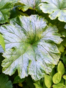 Astilboides is an interesting plant with huge, bright green leaves that are round and flat and measure up to 24-inches across. The effect is dramatic, and beautiful among other hardy perennials.