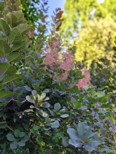 The delicate puffs from the Cotinus can be seen from afar. Cotinus, the smoketree, or smoke bush, is a genus of two species of flowering plants in the family Anacardiaceae, closely related to the sumacs.