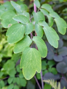 These are the dainty leaves of Thalictrum, or Meadow Rue - a robust, upright, clump-forming perennial featuring clouds of lavender mauve flowers later in the season.