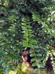 I also have several Cotoneaster in one corner of the garden. Cotoneaster is a vigorous, dense, evergreen shrub with soft arching stems studded with leathery, glossy, rounded, dark green leaves. These plants work well for a low hedge – I only wish I had planted more.