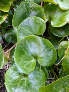 Asarum europaeum, or European Wild Ginger, is a slowly spreading ground cover that is primarily grown for its glossy, leathery, heart-shaped, dark green leaves.