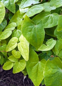 Epimediums are long-lived and easy to grow and have such attractive and varying foliage. Epimedium, also known as barrenwort, bishop’s hat, and horny goat weed, is a genus of flowering plants in the family Berberidaceae.