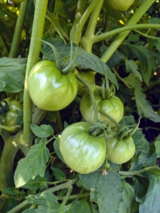 Here are some of the first cherry tomatoes growing perfectly on the vine.