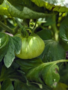 Maintaining the plants and checking them regularly will go a long way in keeping them healthy. There are so many tomatoes growing, Very soon, we will have many to enjoy. I can almost taste them now.