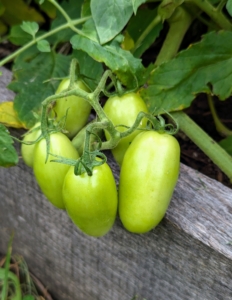 And, in addition to selecting different varieties for different cooking and eating qualities, consider planting varieties with different days to maturity to ensure more harvests during the season. Growing early and midseason varieties will ensure a good supply from midsummer to fall.