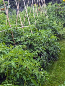 It takes about 50 to 90 days for tomato varieties to reach maturity. At this stage, it is time for the plant vines to be lifted and secured off the ground.