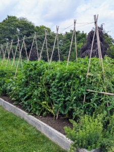 Each plant is now carefully propped up and secured.