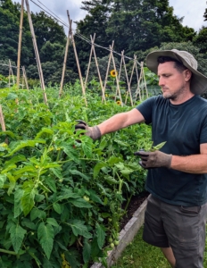 Nearby, Ryan trims off any dead or extra unwanted growth to redirect energy back to the fruits. He also removes yellowing leaves to improve the plant's appearance and prevent disease. Periodic maintenance and pruning controls the size of the vine and encourages larger tomatoes. This can be done every 14 days until about one to two weeks before the first tomato harvest.