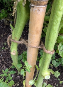 At the bottom, each plant is tied to the bamboo stakes where needed. A simple figure eight knot is used. I teach all the gardeners and grounds crew members to use these figure eights, so the stems are not crushed.