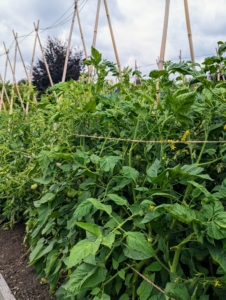 They look much better already. Tomatoes can get very heavy - one of the heaviest tomatoes I've grown was four pounds!