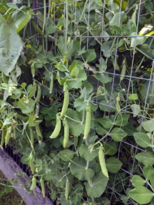 These are the peas. I grow both shelling peas, which need to be removed from their pods before eating, and edible pods, which can be eaten whole. I planted many peas along my trellis in the center of my garden.