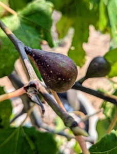 I also have my potted figs in this garden and this season, there are so many fruits! Figs, Ficus carica, are members of the mulberry family and are indigenous to Asiatic Turkey, northern India, and warm Mediterranean climates, where they thrive in full sun.