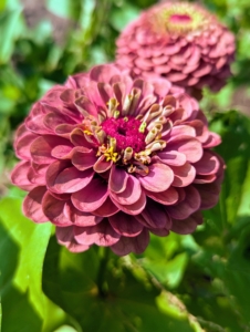 Zinnias prefer full sun and well-drained soil. They are highly attractive to pollinators, particularly butterflies.