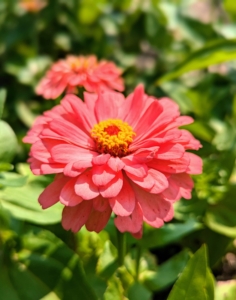 One of the big showers right now is the zinnia, a member of the aster family and native to Mexico and Central America.