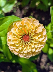 Zinnias have a wide range of heights, growth habits, and flower colors. Colors include yellow, orange, white, pink, purple, lavender, red, and rust.