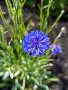 Also known as cornflower, Bachelor's Buttons are wonderful grown en masse. Once established, Bachelor's Buttons sprout in the same spot year after year and produce lots of seeds, which attract small birds.